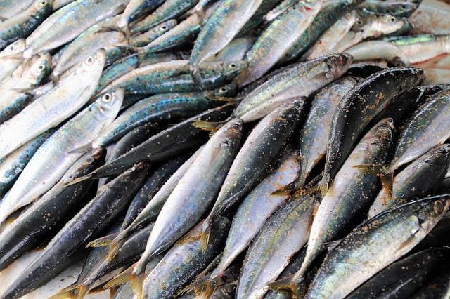 propiedades de la sardina