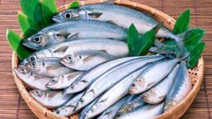 propiedades de la sardina